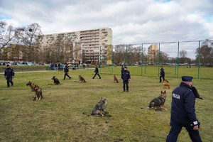 Policyjne psy i policjanci podczas pokazu.