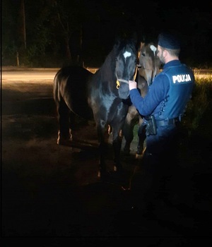policjant przytrzymuje konie