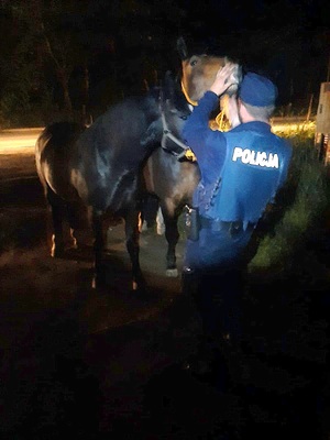 policjant przytrzymujący konie