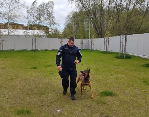 pies policyjny ze swoim przewodnikiem w trakcie szkolenia