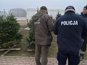 policjant oraz strażnik lesny stoją w punkcie sprzedaży choinek
